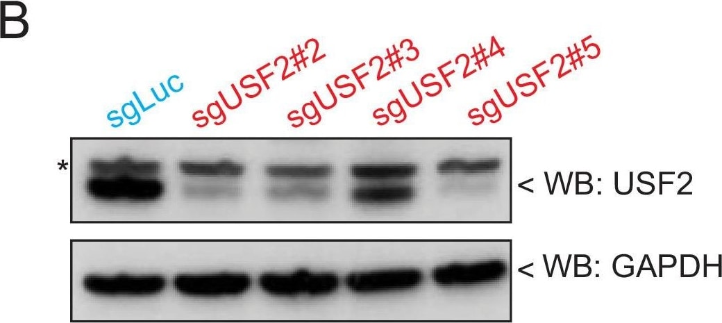 USF2 Antibody