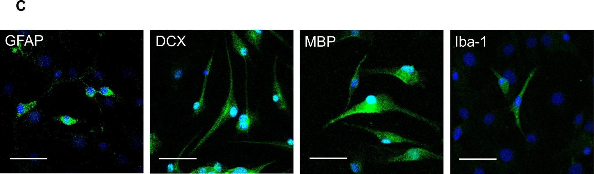 Doublecortin Antibody (3E1) - BSA Free