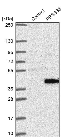 PRSS38 Antibody - BSA Free Western Blot: PRSS38 Antibody - BSA Free [NBP1-93453]