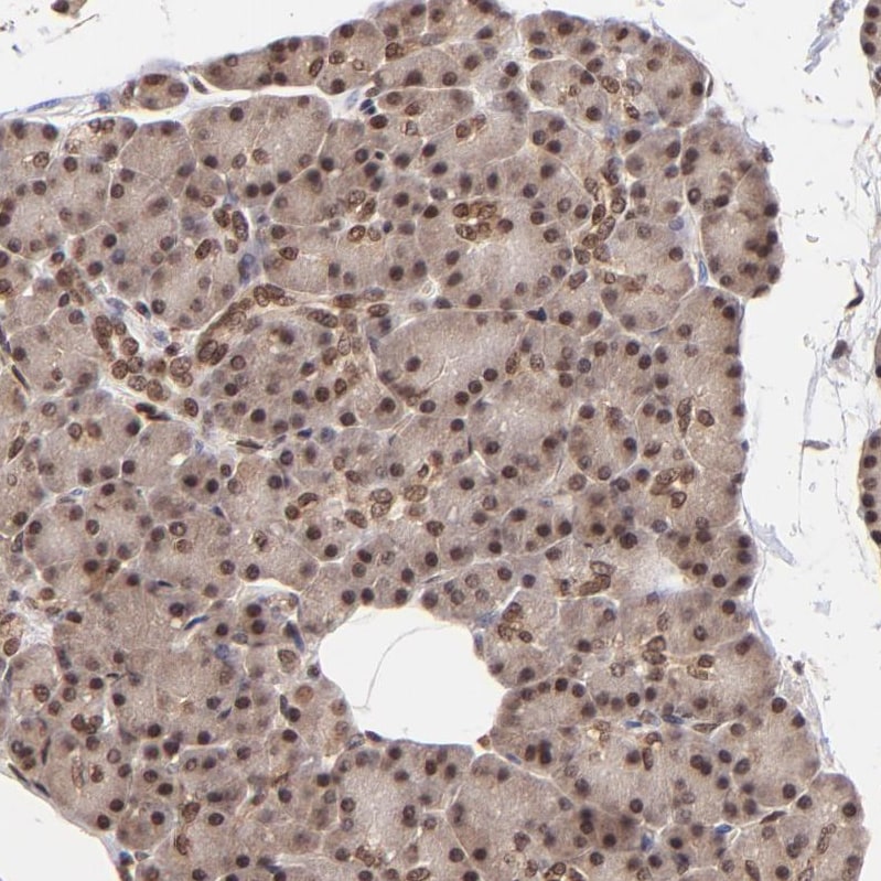 WDR25 Antibody - BSA Free Immunohistochemistry: WDR25 Antibody - BSA Free [NBP1-93467]