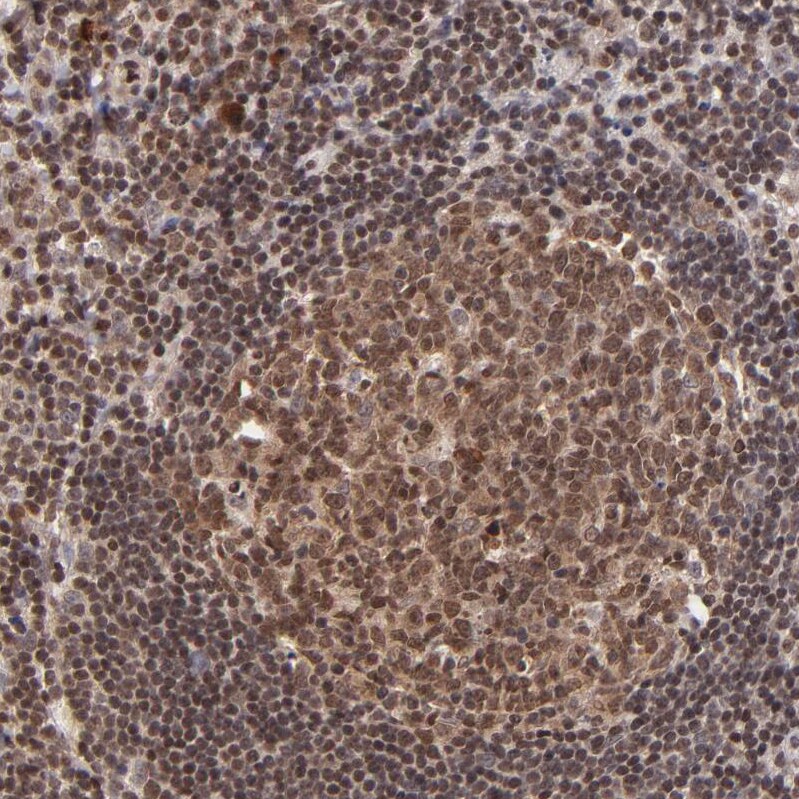 WDR25 Antibody - BSA Free Immunohistochemistry: WDR25 Antibody - BSA Free [NBP1-93467]