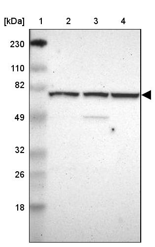 WDR25 Antibody - BSA Free Western Blot: WDR25 Antibody - BSA Free [NBP1-93467]