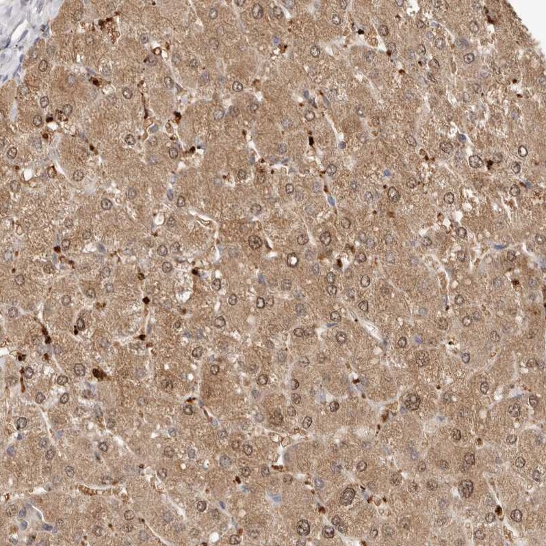 FAM185A Antibody - BSA Free Immunohistochemistry: FAM185A Antibody - BSA Free [NBP1-93479]
