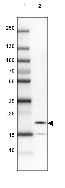 FAM100B Antibody - BSA Free Western Blot: FAM100B Antibody - BSA Free [NBP1-93496]