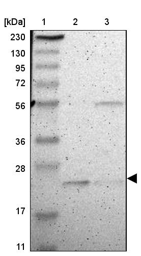 FAM213B Antibody - BSA Free Western Blot: FAM213B Antibody - BSA Free [NBP1-93498]