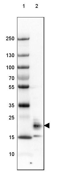 FAM213B Antibody - BSA Free Western Blot: FAM213B Antibody - BSA Free [NBP1-93498]