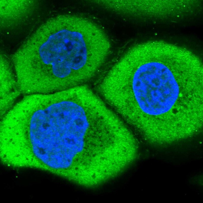 LRRC45 Antibody - BSA Free Immunocytochemistry/ Immunofluorescence: LRRC45 Antibody [NBP1-93508]