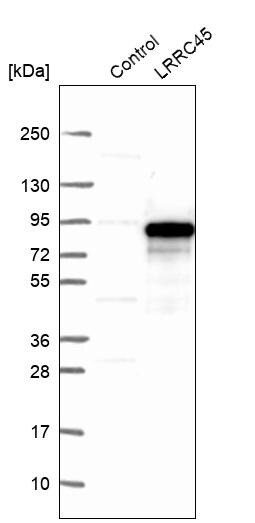 LRRC45 Antibody - BSA Free Western Blot: LRRC45 Antibody - BSA Free [NBP1-93508]