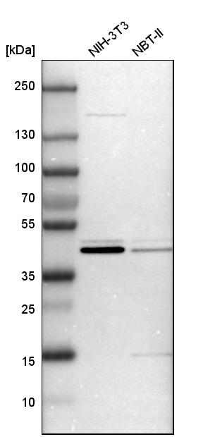 CCDC104 Antibody - BSA Free Western Blot: CCDC104 Antibody - BSA Free [NBP1-93513]