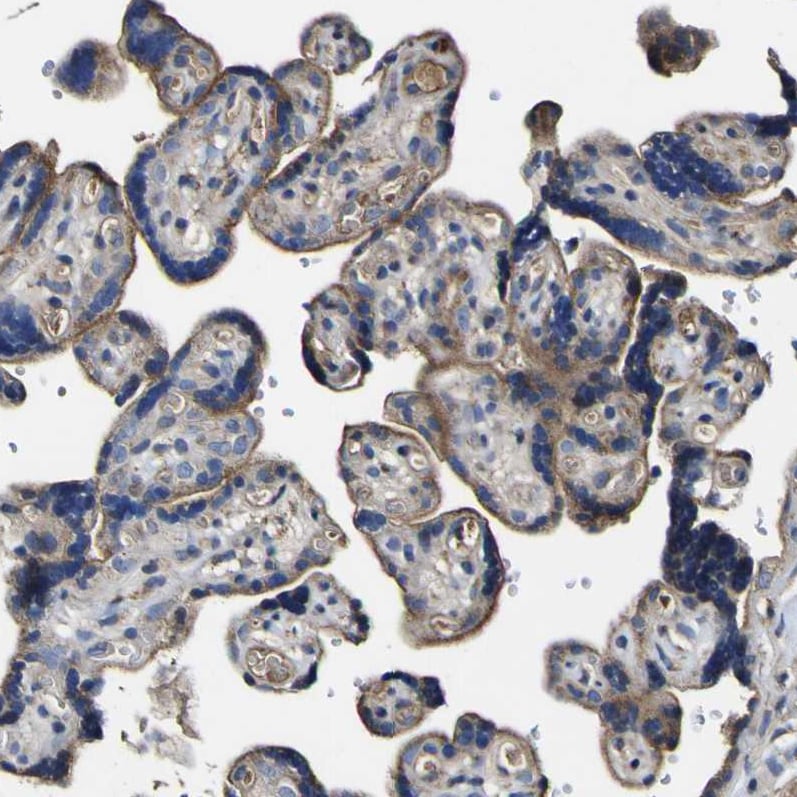 CCDC90B Antibody - BSA Free Immunohistochemistry: CCDC90B Antibody - BSA Free [NBP1-93528]
