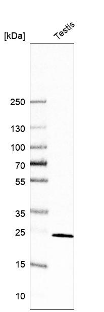 CCDC90B Antibody - BSA Free Western Blot: CCDC90B Antibody - BSA Free [NBP1-93528]