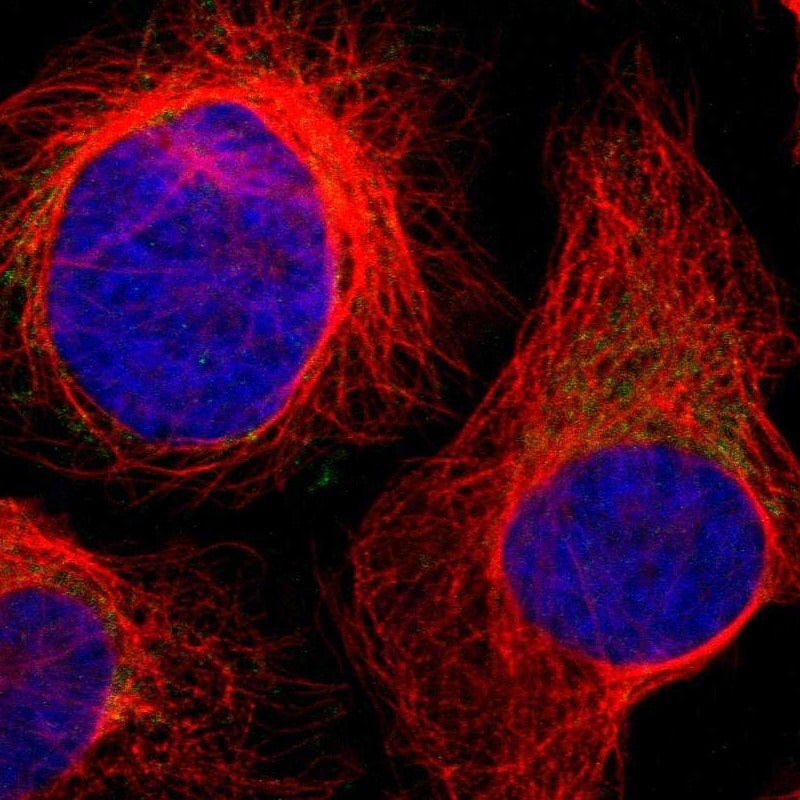 CCDC90B Antibody - BSA Free Immunocytochemistry/ Immunofluorescence: CCDC90B Antibody [NBP1-93529]