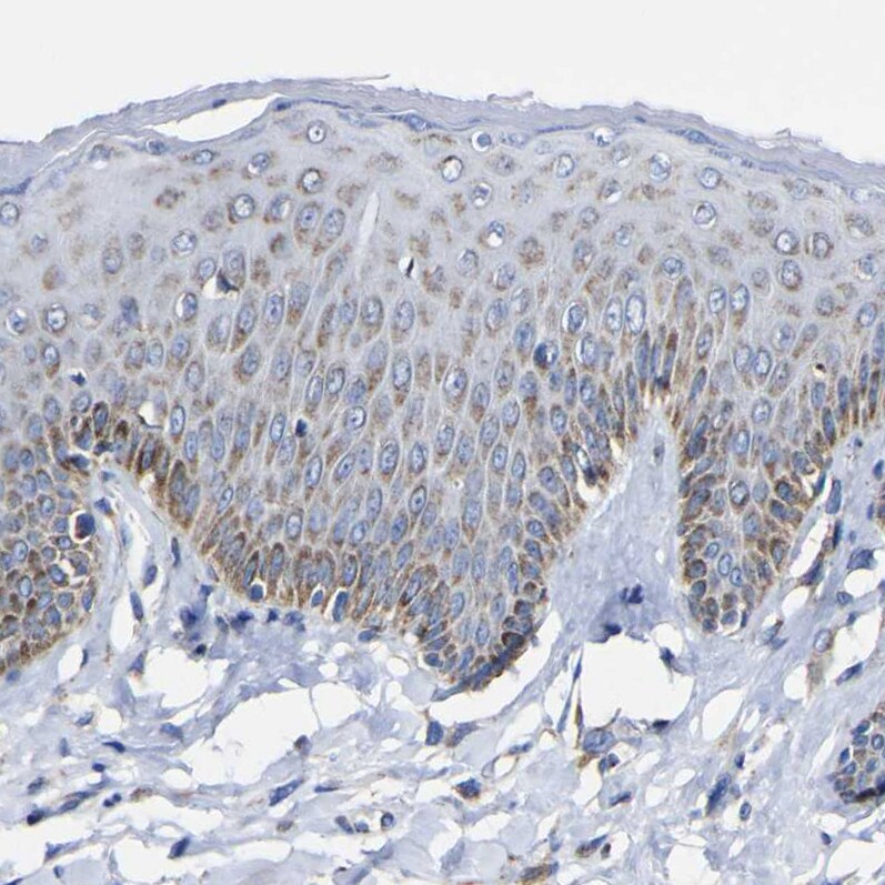 CCDC90B Antibody - BSA Free Immunohistochemistry: CCDC90B Antibody - BSA Free [NBP1-93529]