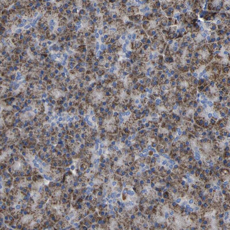 CCDC90B Antibody - BSA Free Immunohistochemistry: CCDC90B Antibody - BSA Free [NBP1-93529]