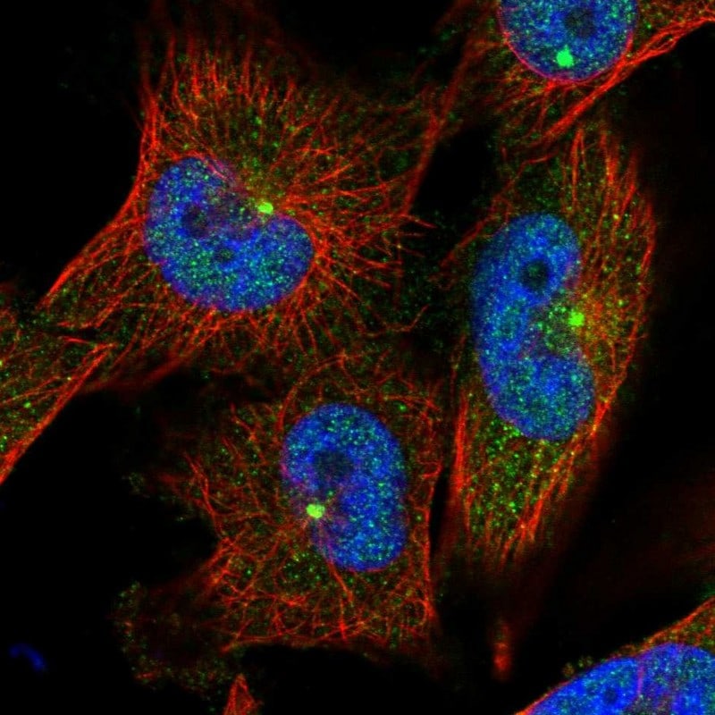 C2orf74 Antibody - BSA Free Immunocytochemistry/ Immunofluorescence: C2orf74 Antibody - BSA Free [NBP1-93548]