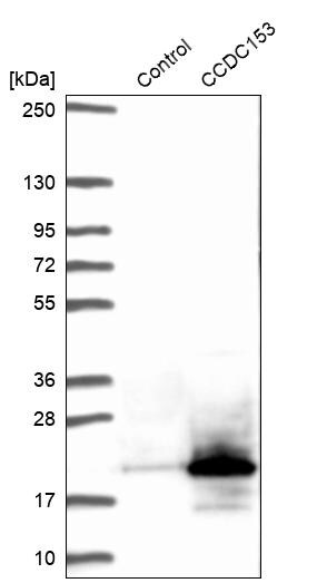 CCDC153 Antibody - BSA Free Western Blot: CCDC153 Antibody - BSA Free [NBP1-93549]