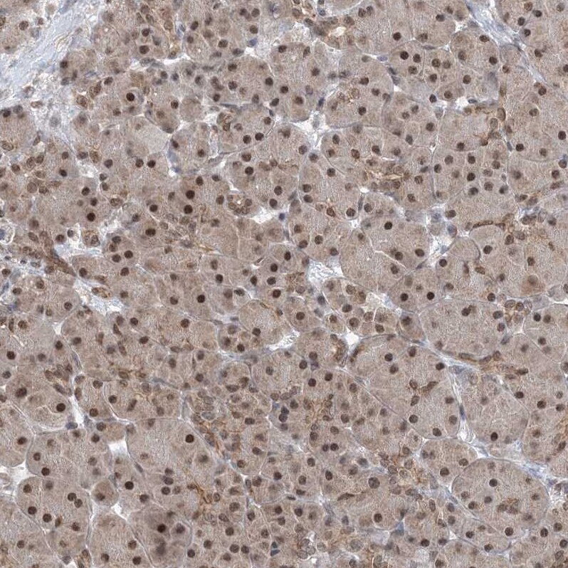 CCDC152 Antibody - BSA Free Immunohistochemistry: CCDC152 Antibody - BSA Free [NBP1-93555]