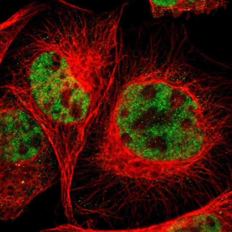 RGAG4 Antibody - BSA Free Immunocytochemistry/ Immunofluorescence: RGAG4 Antibody - BSA Free [NBP1-93561]