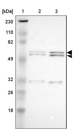 RGAG4 Antibody - BSA Free Western Blot: RGAG4 Antibody - BSA Free [NBP1-93561]