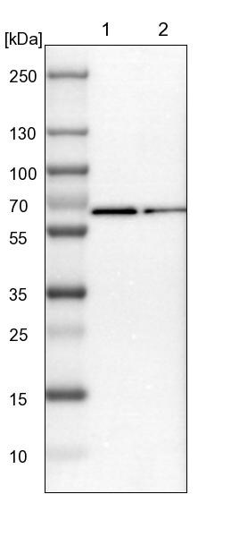 RGAG4 Antibody - BSA Free Western Blot: RGAG4 Antibody - BSA Free [NBP1-93561]