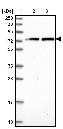 KBTBD8 Antibody - BSA Free Western Blot: KBTBD8 Antibody - BSA Free [NBP1-93570]