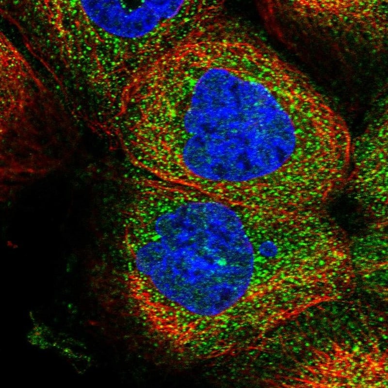 ZSWIM6 Antibody - BSA Free Immunocytochemistry/ Immunofluorescence: ZSWIM6 Antibody - BSA Free [NBP1-93584]