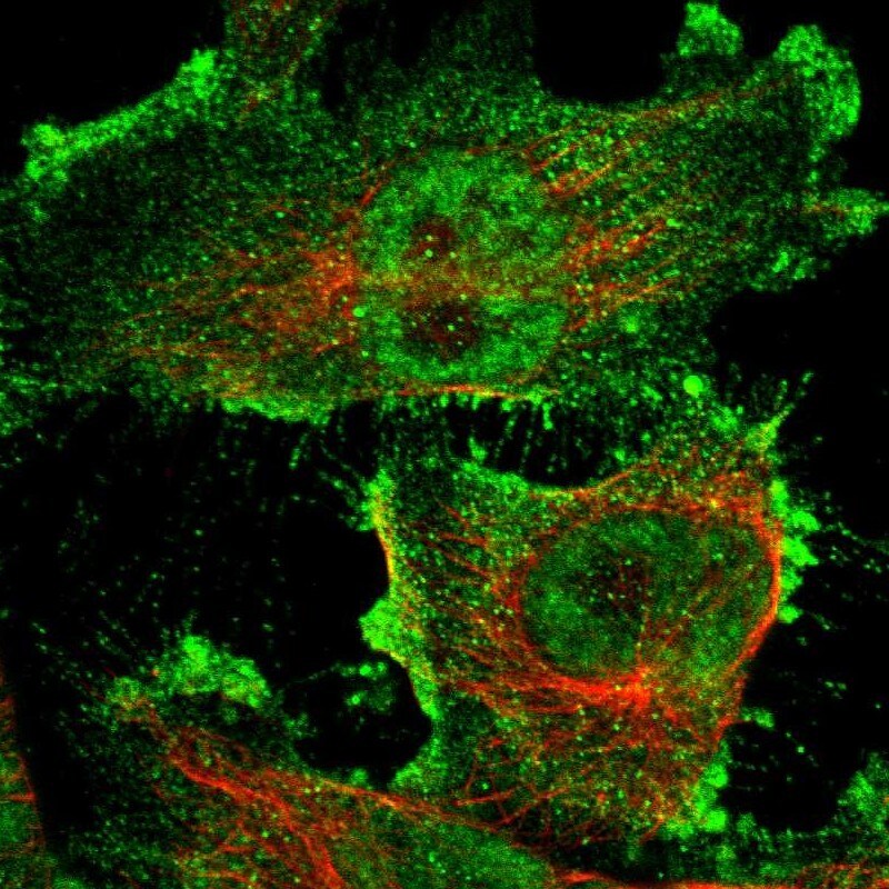 ARHGAP23 Antibody - BSA Free Immunocytochemistry/ Immunofluorescence: ARHGAP23 Antibody - BSA Free [NBP1-93587]