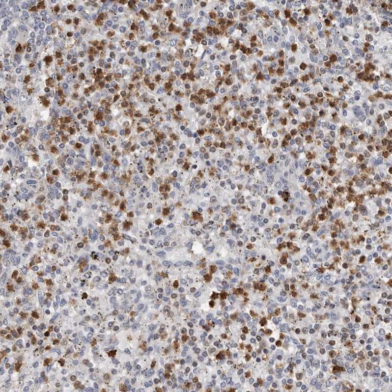 PRR12 Antibody - BSA Free Immunohistochemistry: PRR12 Antibody - BSA Free [NBP1-93595]