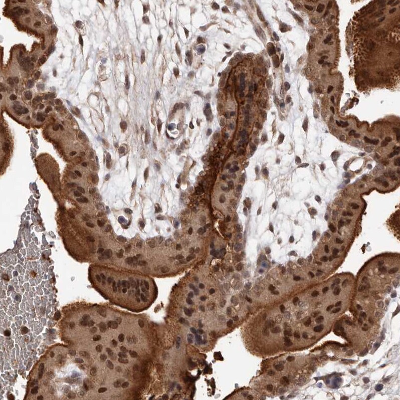 PRR12 Antibody - BSA Free Immunohistochemistry: PRR12 Antibody - BSA Free [NBP1-93595]