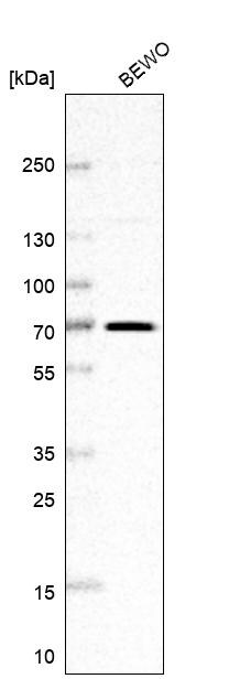 FAM169A Antibody - BSA Free Western Blot: FAM169A Antibody - BSA Free [NBP1-93616]