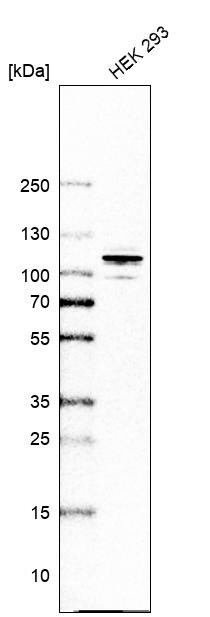 ARHGAP44 Antibody - BSA Free Western Blot: ARHGAP44 Antibody - BSA Free [NBP1-93624]