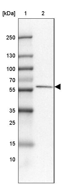 FAM189A1 Antibody - BSA Free Western Blot: FAM189A1 Antibody - BSA Free [NBP1-93631]