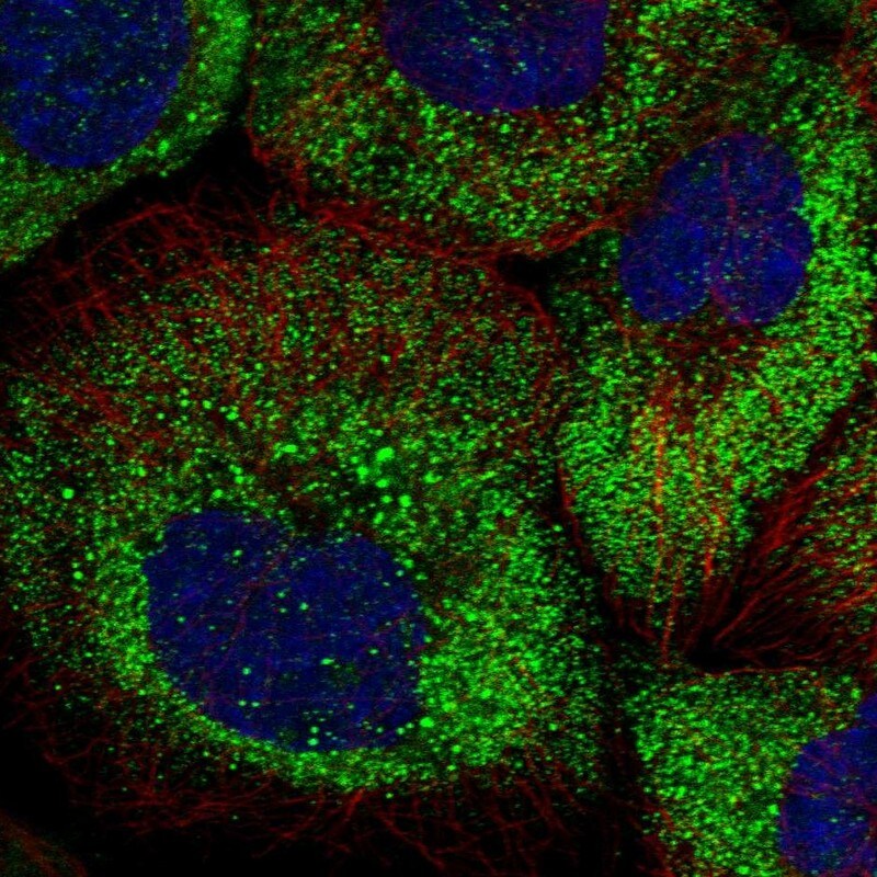 ARHGAP11A Antibody - BSA Free Immunocytochemistry/ Immunofluorescence: ARHGAP11A Antibody - BSA Free [NBP1-93658]