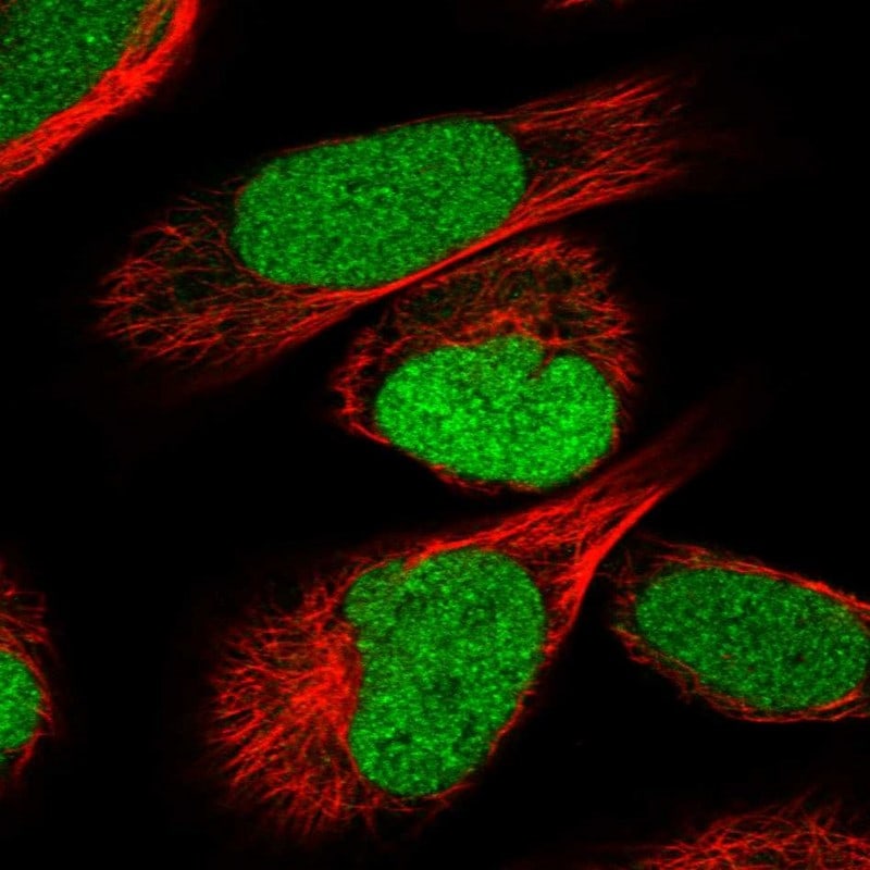 IRF2BP2 Antibody - BSA Free Immunocytochemistry/ Immunofluorescence: IRF2BP2 Antibody - BSA Free [NBP1-93674]