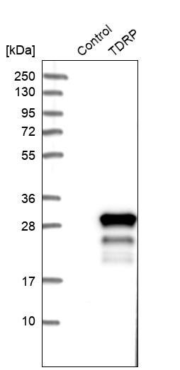 Testis Development Related Protein Antibody - BSA Free Western Blot: Testis Development Related Protein Antibody - BSA Free [NBP1-93675]