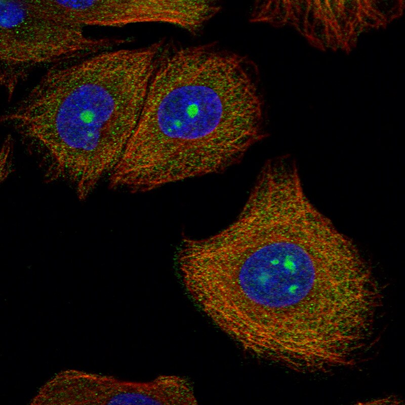 SPOUT1 Antibody Immunocytochemistry/ Immunofluorescence: SPOUT1 Antibody [NBP1-93688]