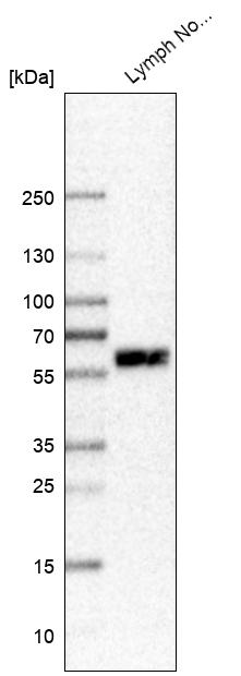 MYO1G Antibody - BSA Free Western Blot: MYO1G Antibody - BSA Free [NBP1-93704]