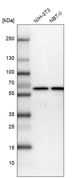 CCDC47 Antibody - BSA Free Western Blot: CCDC47 Antibody - BSA Free [NBP1-93717]