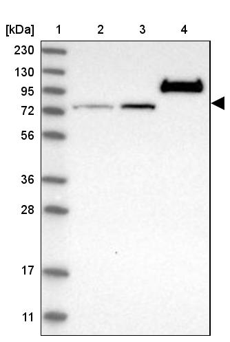 RAP1GAP2 Antibody - BSA Free Western Blot: RAP1GAP2 Antibody - BSA Free [NBP1-93721]