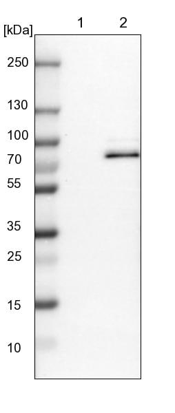 RAP1GAP2 Antibody - BSA Free Western Blot: RAP1GAP2 Antibody - BSA Free [NBP1-93721]