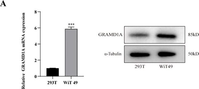 GRAMD1A Antibody - BSA Free