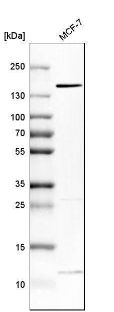FAM83H Antibody - BSA Free Western Blot: FAM83H Antibody - BSA Free [NBP1-93737]