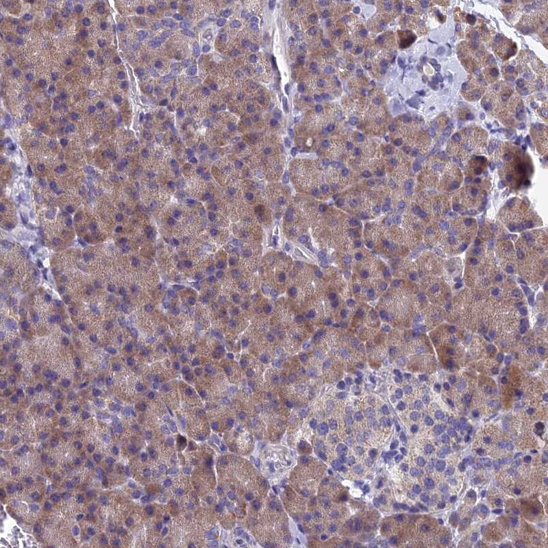 SPIN4 Antibody - BSA Free Immunohistochemistry: SPIN4 Antibody - BSA Free [NBP1-93750]