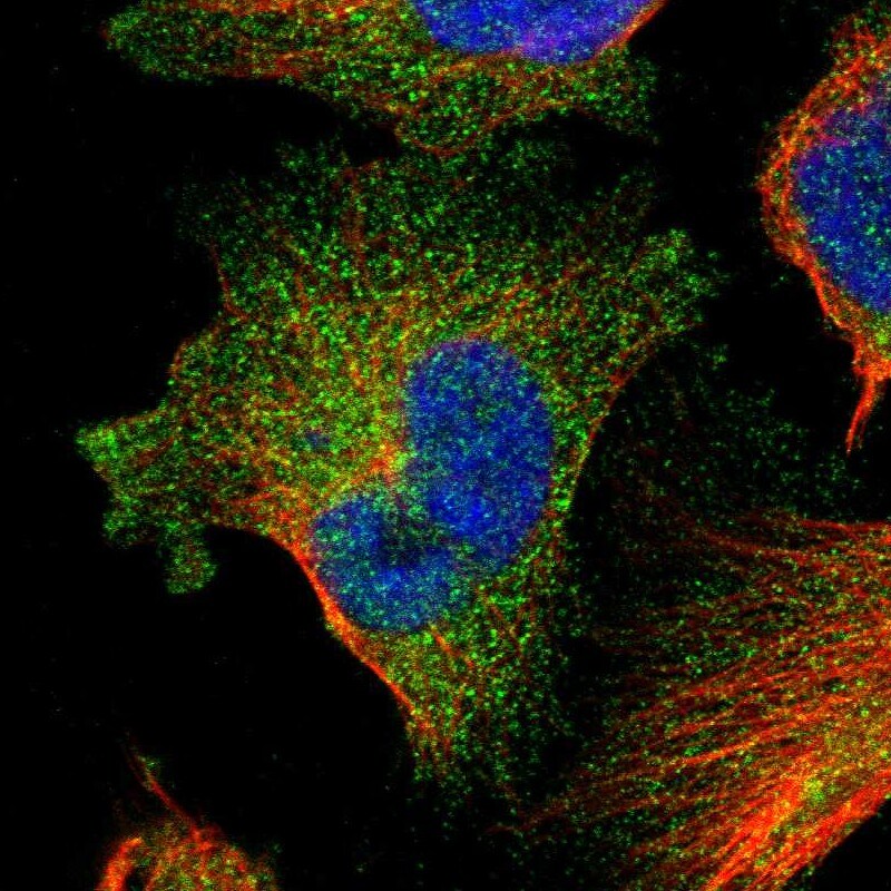 FAM83G Antibody - BSA Free Immunocytochemistry/ Immunofluorescence: FAM83G Antibody [NBP1-93771]