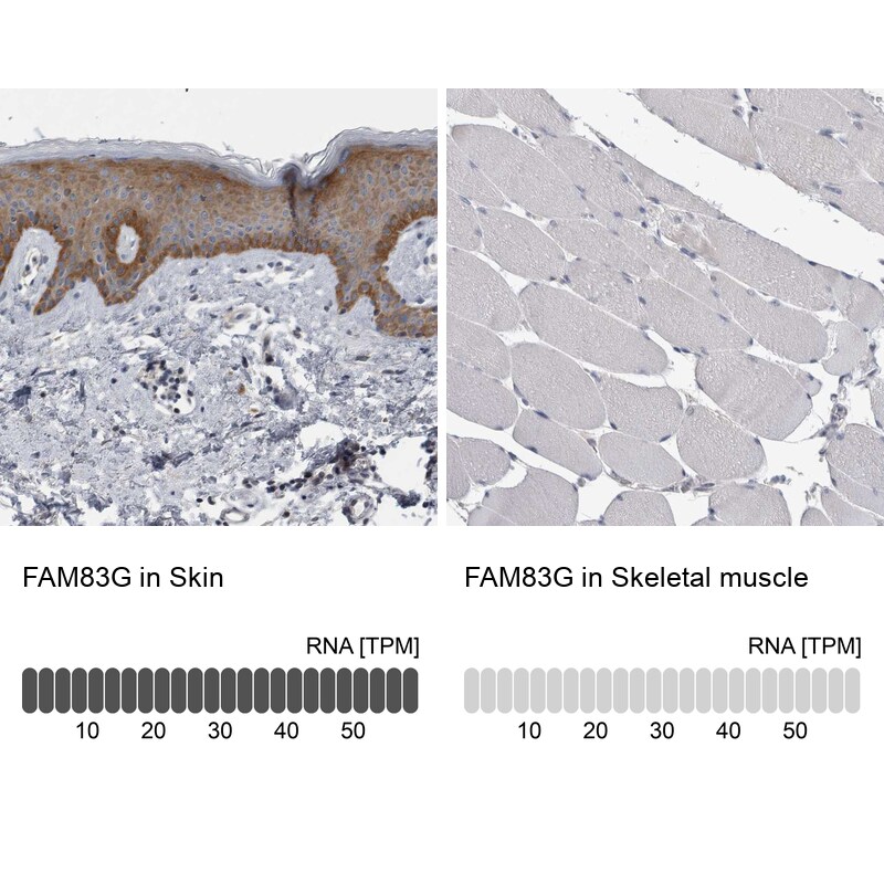 FAM83G Antibody - BSA Free Immunohistochemistry: FAM83G Antibody - BSA Free [NBP1-93771]