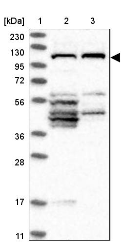 FAM83G Antibody - BSA Free Western Blot: FAM83G Antibody - BSA Free [NBP1-93771]