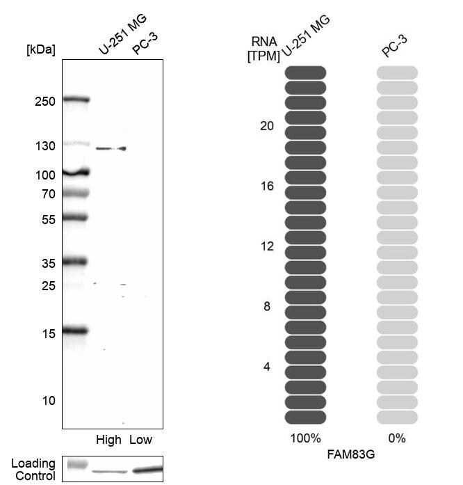 FAM83G Antibody - BSA Free Western Blot: FAM83G Antibody - BSA Free [NBP1-93772]