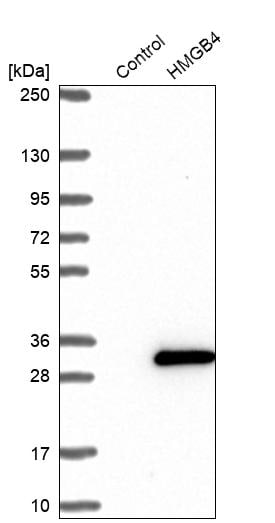 HMGB4 Antibody - BSA Free Western Blot: HMGB4 Antibody - BSA Free [NBP1-93780]