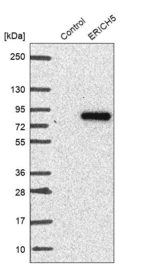 Glutamate Rich 5 Antibody - BSA Free Western Blot: Glutamate Rich 5 Antibody - BSA Free [NBP1-93790]