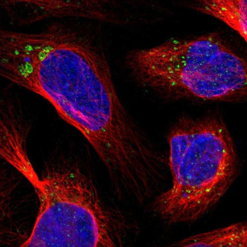TMEM192 Antibody - BSA Free Immunocytochemistry/ Immunofluorescence: TMEM192 Antibody [NBP1-93798]